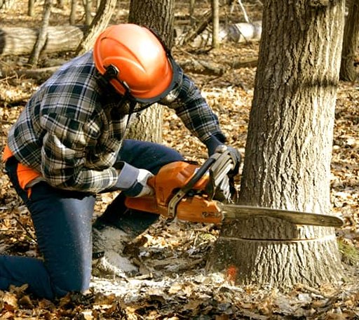 Tree Removal in New Castle, AL